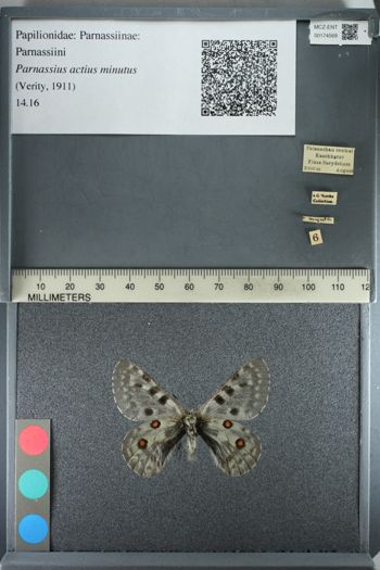 Media type: image;   Entomology 174569